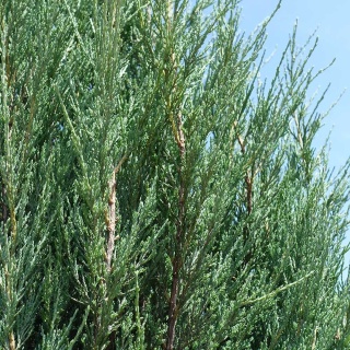 Jałowiec skalny Blue Arrow 2L