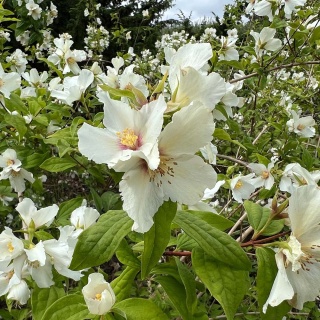 Jaśminowiec Belle Etoile 2L