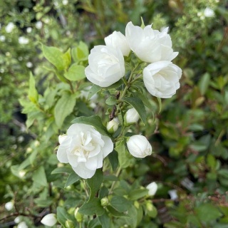 Jaśminowiec Manteau d'Hermine 2L