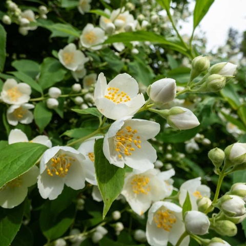 Jaśminowiec wonny 2L