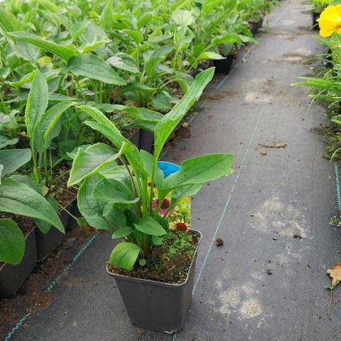 Jeżówka Green Twister P9(0,5L)