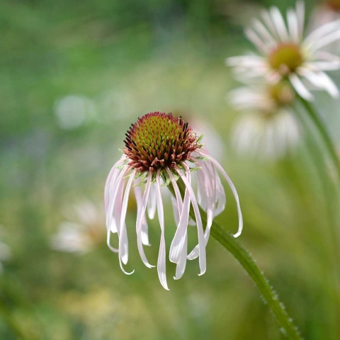 Jeżówka blada Hula Dancer 2L