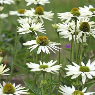 Jeżówka purpurowa Alba 2L