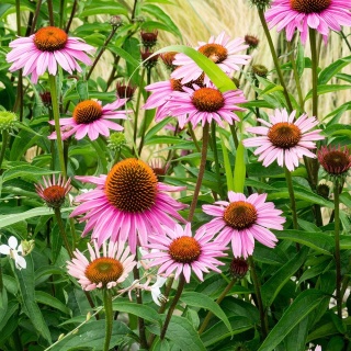 Jeżówka purpurowa Bright Rose 2L