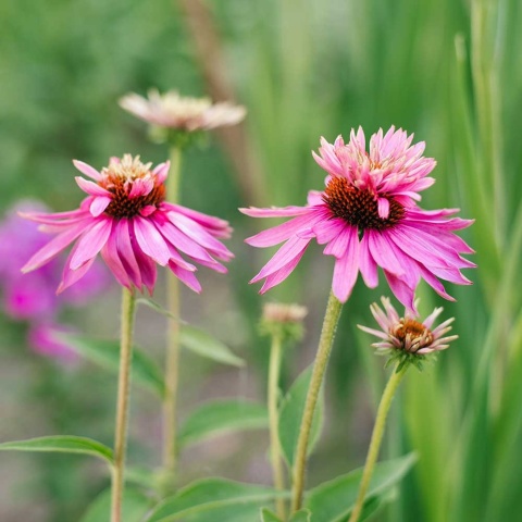 Jeżówka purpurowa Double Decker 2L