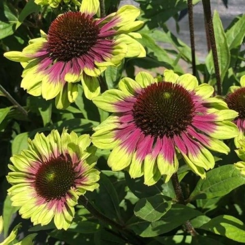 Jeżówka purpurowa Green Twister 2L