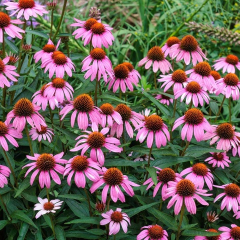 Jeżówka purpurowa Magnus Superior 2L