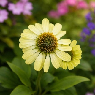 Jeżówka purpurowa Prairie Blaze Green 2L