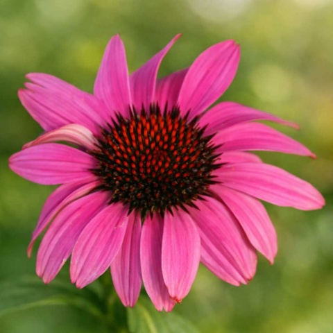 Jeżówka purpurowa Prairie Splendor Compact Dark Rose 2L