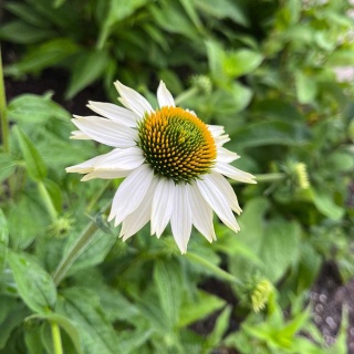 Jeżówka purpurowa Prairie Splendor Compact White 2L