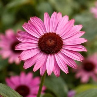 Jeżówka purpurowa Prairie Splendor Deep Rose 2L