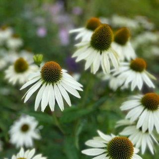 Jeżówka purpurowa White Swan 2L