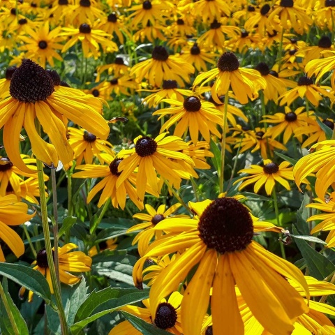 Jeżówka żółta P9(0,5L)