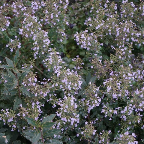 Kalaminta nośna Marvelette Blue 2L