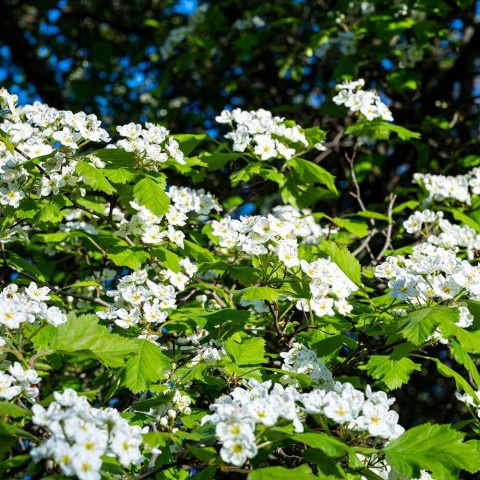 Kalina koralowa Park Harvest 2L