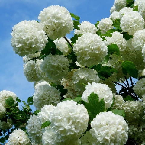 Kalina koralowa Roseum P9(0,5L)