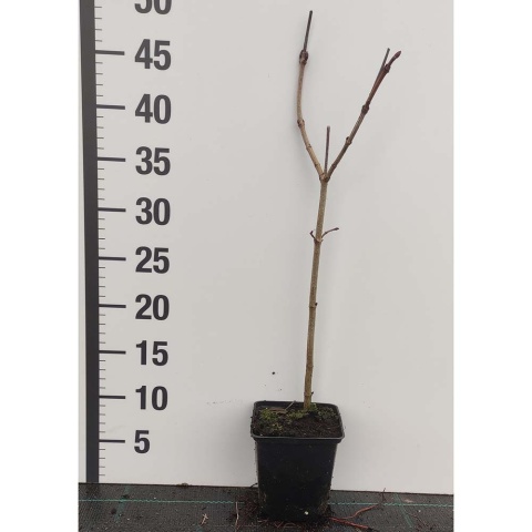 Kalina koralowa Roseum P9(0,5L)