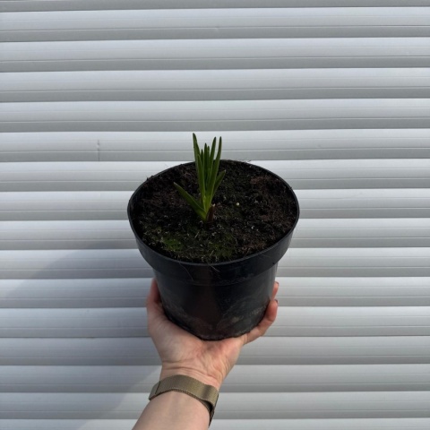 Kamasja niebieska 2L