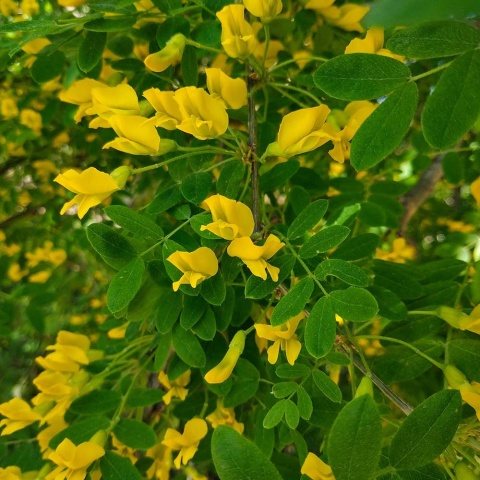 Karagana syberyjska 2L