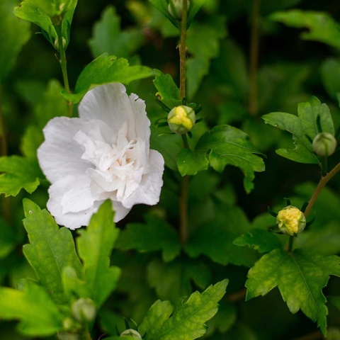 Ketmia syryjska Admiral Dewey 2L