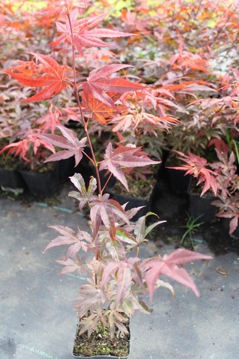 Klon palmowy Atropurpureum P9(0,5L)