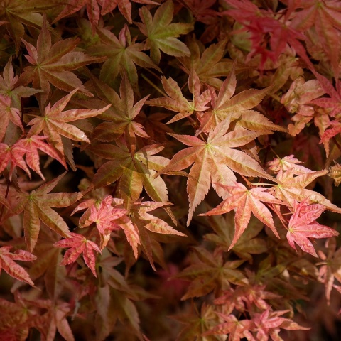 Klon palmowy Deshojo 2L