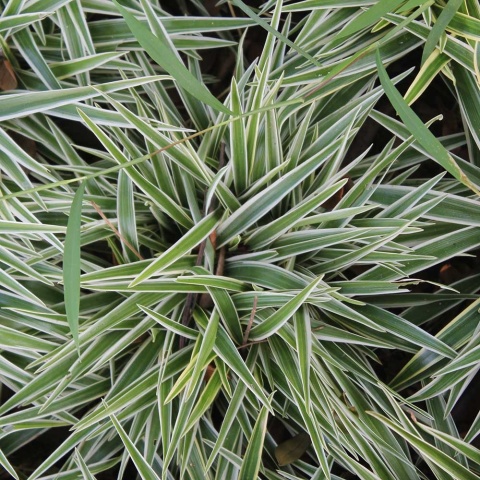 Kłosówka miekka Variegatus P9(0,5L)