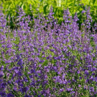 Kocimiętka Cats Pajamas 2L