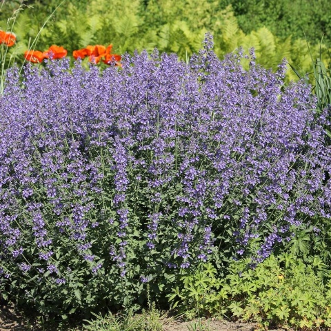 Kocimiętka Faassena 2L