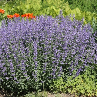 Kocimiętka Faassena P9(0,5L)