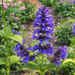 Kocimiętka rozłożysta Purple Prelude 2L