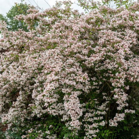 Kolkwicja chińska 2L