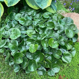 Kopytnik pospolity 0,5L