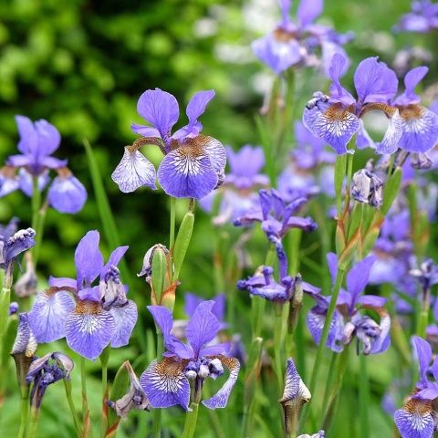 Kosaciec syberyjski 2L