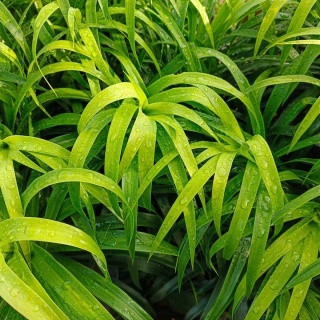 Kosmatka olbrzymia 1L