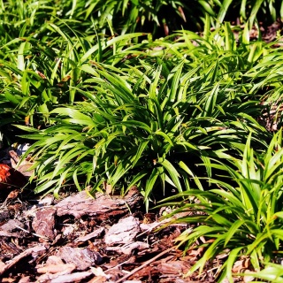 Kosmatka owłosiona Igel P11(1L)