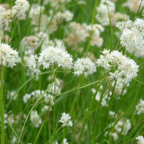 Kosmatka śnieżna Lucius 1,5L