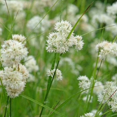 Kosmatka śnieżna P11(1L)