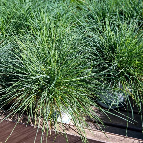 Kostrzewa Gautiera 2L