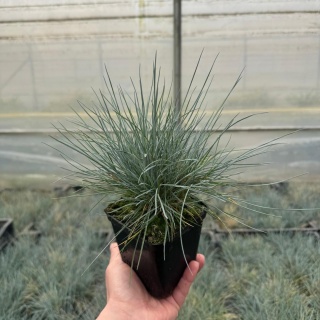 Kostrzewa sina 'Intense Blue' P9(0,5L)