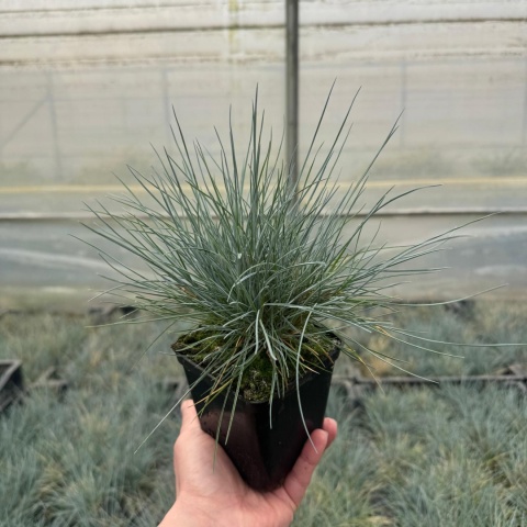 Kostrzewa sina 'Intense Blue' P9(0,5L)