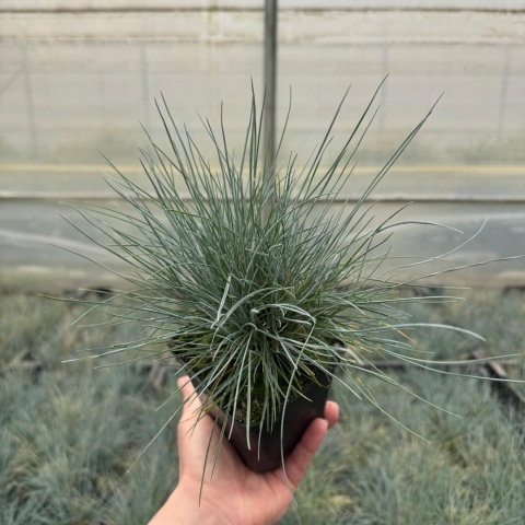 Kostrzewa sina 'Intense Blue' P9(0,5L)