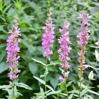 Krwawnica pospolita 3L