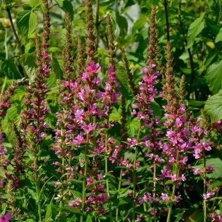 Krwawnica pospolita Robert 2L