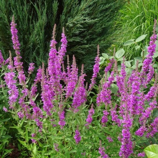 Krwawnica pospolita Rosy Gem P11(1L)