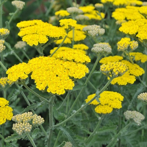 Krwawnik pospolity Moonshine P11(1L)