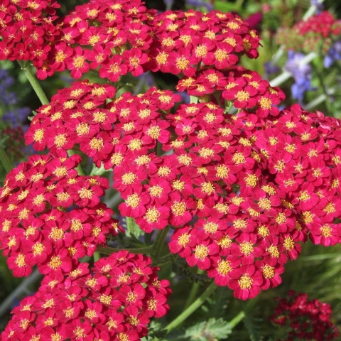 Krwawnik pospolity Skysail Fire 2L