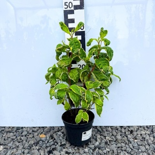 Krzewuszka cudowna Caricature 2L