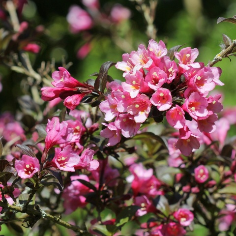 Krzewuszka cudowna Samba 5L