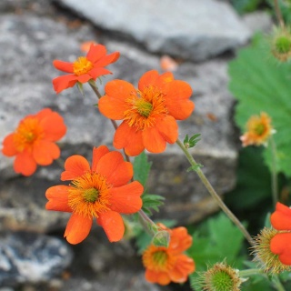 Kuklik szkarłatny 2L